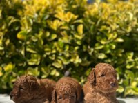 Irk Garantili Red Brown Toy Poodle