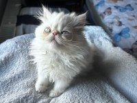 İran Persian yavrular
