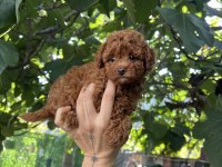 Safkan Kore Teacup Poodle Yavrularımız