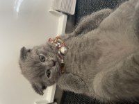Ateş gibi bir kraliçe scottish fold