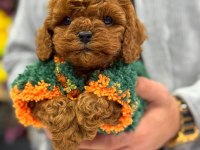 TOY POODLE ANNE ALTINDAN IRK VE SAĞLIK GARANTİLİ