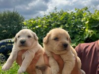 Golden Retriever Yavrularımız ırk garantilidir