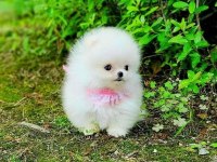 Pomeranian Yavrularımız