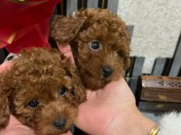 SAFKAN TOY POODLE