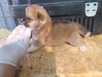 Akita inu yavru 3 aylık yavru köpekler