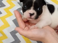 Kaliteli yavrular rezerveye açık french bulldog