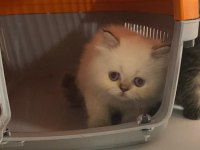 Bembeyaz mavi gözlü british longhair
