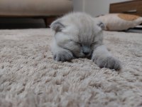 4 aylık scottish fold