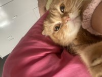 İç dış parazit aşısı yapıldı 6 aylık scottish fold yavrumuz