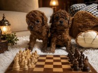Ev Üretimi Orjinal Toy Poodle