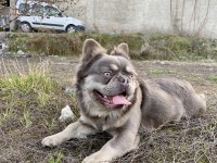 Lilac Tan Fluffy French Bulldog