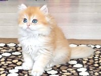 British Golden