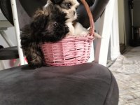 2 erkek shih tzu yavrular