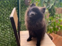 Pomeranian spitz 0 numara