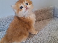 Ny12 erkek british longhair