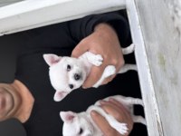Türkiye’nin Kore teacup kar beyaz chihuahua yavruları