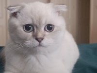 Scottish fold erkek