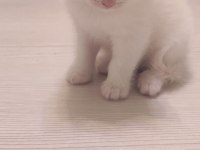 British longhair saf ırk 1 erkek ve 1 dişi