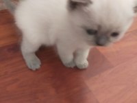 Scottish fold blue point