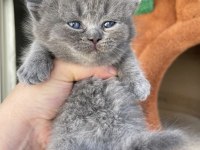 Munchkin kısa bacak kedimiz