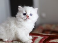 Bir çift boncuk mavi göz british longhair