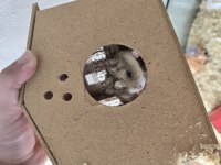 3 Adet Gonzales Hamster