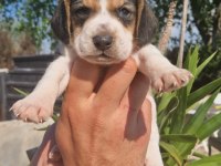 Irk ve sağlık garantili beagle yavrular