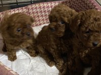 Kahve ve siyah poodle