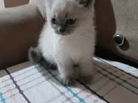 Kedimiz 1 yaşında olup british shorthair point erkektir
