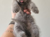 British blue point mavi göz ve scottish fold düşük kulak