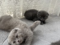 2 aylık yavru scottish fold kedim