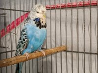 2 takım show jumbo muhabbet kuşu