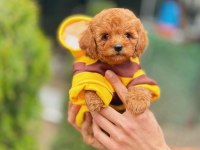 ARI MAYA POODLE