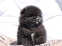Saf Lan Pomeranian Boo Ayi Surat