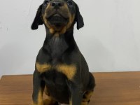 Estetikli veya estetiksiz doberman yavrular