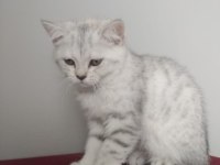 Sütten yeni kesilmiş scottish fold yavrular
