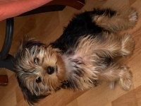 Köpeğimle anlaşamadığı için sahiplendirmek istiyorum