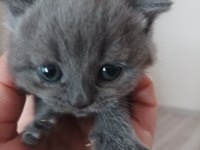 British shorthair dişi