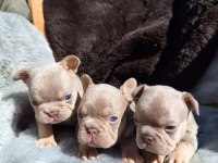 NEW SHADE İSABELLA ERKEK FRENCH BULLDOG YAVRULAR