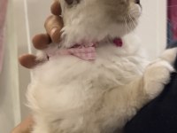 Pofidik chinchilla pandamıza yuva arıyoruz