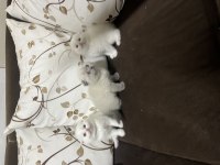 Scottish fold erkek yavrular