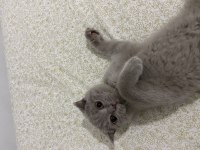 British shorthair Berlin için yuva arıyoruz