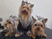 Safkan Yorkshire Terrier Yavruları