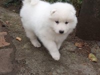 Samoyed yavrularımız ırk garantilidir