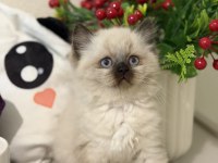 Safkan Ragdoll