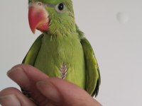 El Besleme Bebek Pakistan Papağanlar