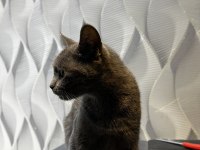 Yaklaşık 1 yaşında dişi british shorthair