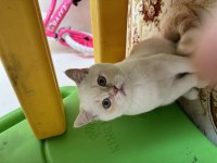British shorthair yavruma yuva arıyoruz