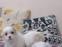 maltese terrier