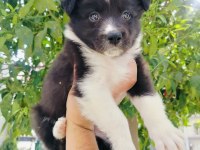 Border collie yavrusu